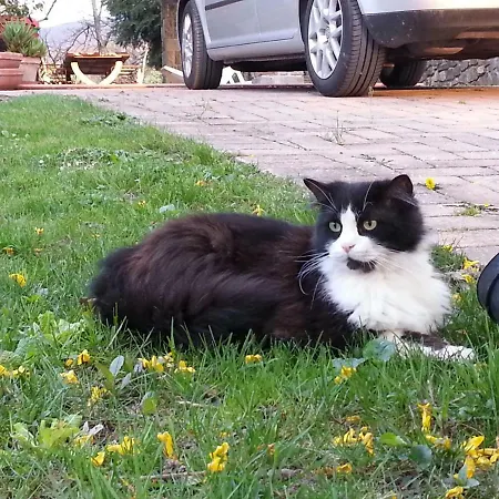 Oda ve Kahvaltı Il Casolare Bioenergetico Albareto (Parma)