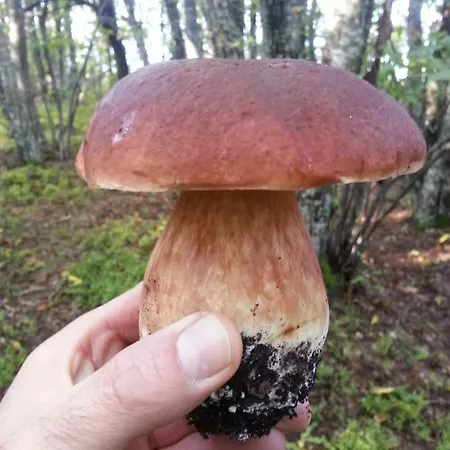 Il Casolare Bioenergetico 3*