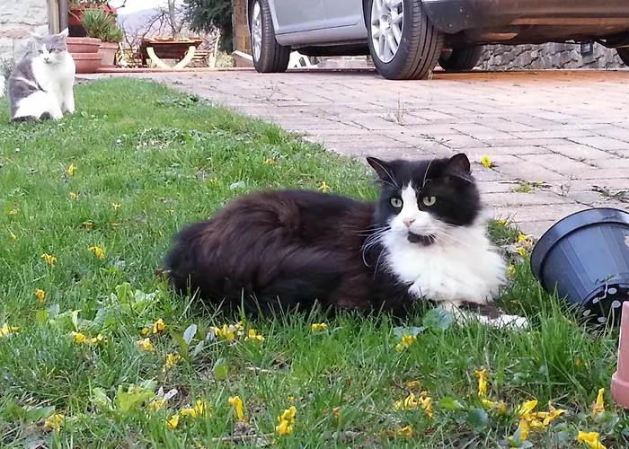 住宿加早餐酒店 Il Casolare Bioenergetico Albareto (Parma)