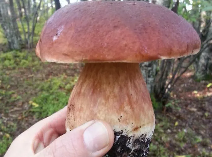 Il Casolare Bioenergetico 3*